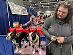 Katharine Head posing with a pair of Boston Terriers at the "Meet the Breeds" event at the Rose City Classic in Portland, Ore. on Jan. 17, 2026.