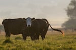 Cows roam a field along Highway 30, just south of Baker City, Ore., in this July 30, 2024 file photo. Thousands of acres of grazing land went up in smoke this summer's wildfire season, and so did a lot of fencing that's time-consuming and costly to replace.