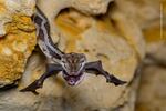 Amphibians and Reptiles Winner: The bat-snatcher. Kantemo, Quintana Roo, Mexico. Every evening at sundown in the Cave of the Hanging Snakes, thousands of bats leave for the night's feeding. It is also when hungry rat snakes emerge, dangling from the roof to snatch their prey in midair.