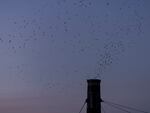 Thousands of Vaux’s Swifts gather overhead as they prepare to roost for the night at Chapaman Elementary  in Portland, Oregon. During the month of September, migrating swifts often use chimneys as roosts and are likely to return to the same roost year after year.