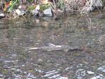 A spawned-out chum salmon in a tributary of the Columbia River