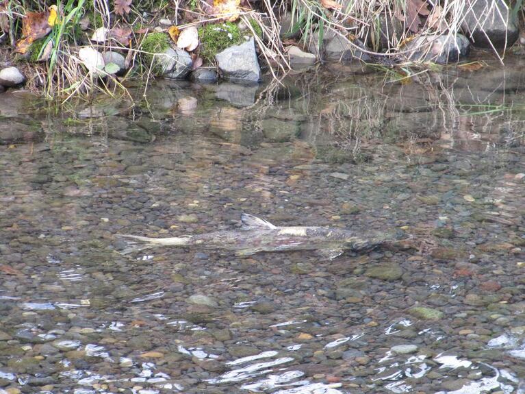 A spawned-out chum salmon in a tributary of the Columbia River