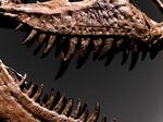 A Gorgosaurus dinosaur skeleton is displayed at Sotheby's New York on Tuesday.
