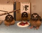 A June, 2024 photo of a trio of Northern Saw-Whet owls that were being rehabiliated at the Chintimini Wildlife Center after a clearcutting operation felled their tree.