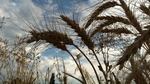 An Oregon wheat crop. The USDA says GM wheat was discovered in an Oregon field. Roundup ready wheat was field tested, but never approved for commercial production. 