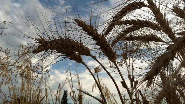 An Oregon wheat crop. The USDA says GM wheat was discovered in an Oregon field. Roundup ready wheat was field tested, but never approved for commercial production.