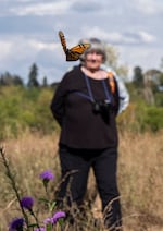 A butterfly affixed with an e-tag takes flight in Portland, Ore., on Sept. 5, 2026.  