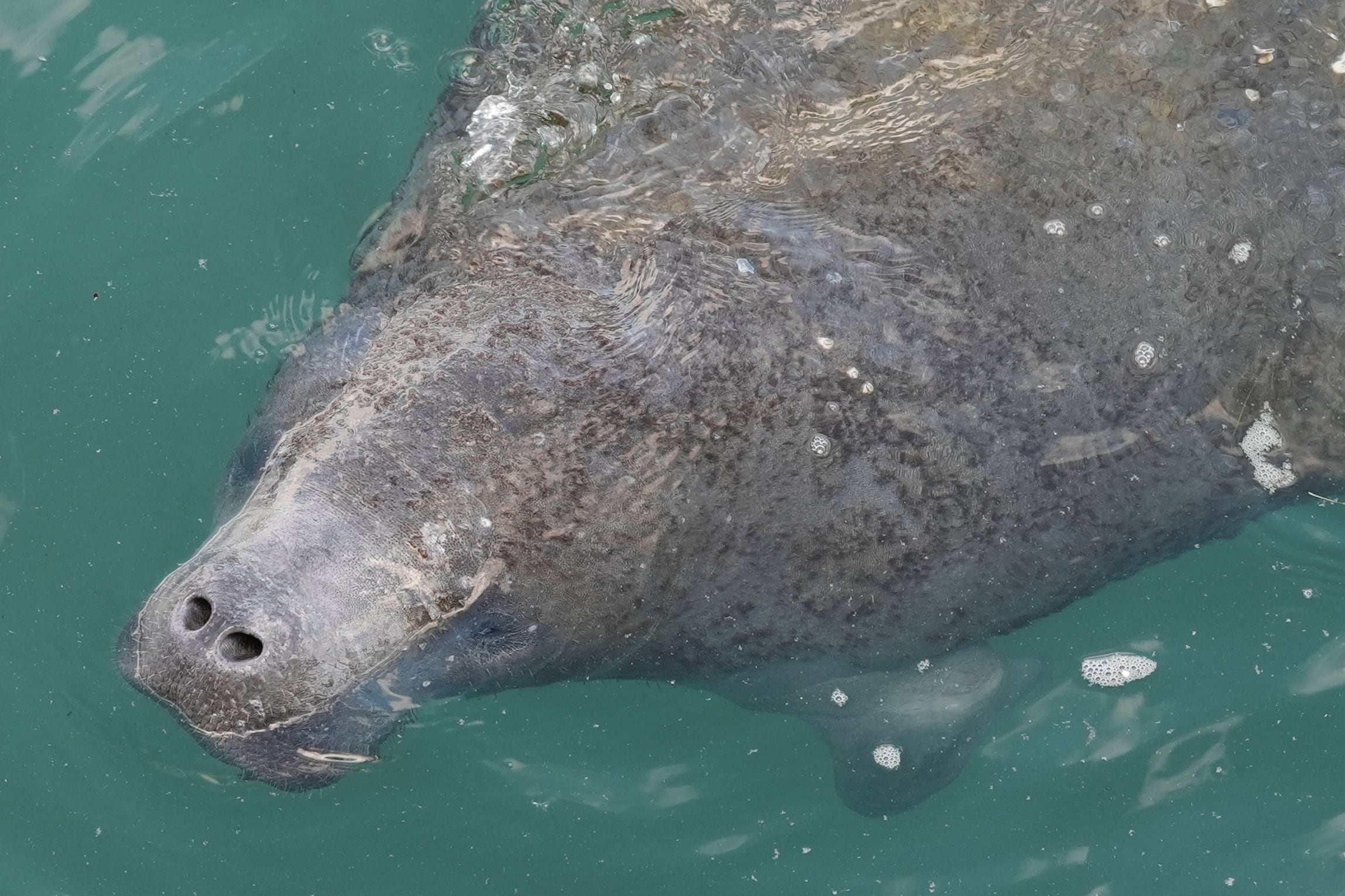 A manatee comes to the surface to breathe at Manatee Lagoon, a free attraction operated by Florida Power & Light Company that lets the public view and learn about the sea cows who gather in winter in the warm-water outflows of the company's power plant, in Riviera Beach, Fla., Jan. 10, 2025.