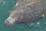 A manatee comes to the surface to breathe at Manatee Lagoon, a free attraction operated by Florida Power & Light Company that lets the public view and learn about the sea cows who gather in winter in the warm-water outflows of the company's power plant, in Riviera Beach, Fla., Jan. 10, 2025.
