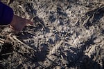 Katie Fite points to sage grouse scat in the tire treads of heavy equipment on the Jindalee lithium claim site in the McDermitt Caldera on the Oregon-Nevada border Friday, April 1, 2022. Jindalee says it's not aware of sage grouse leks on its claim.