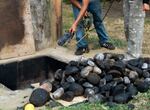 The son and daughter of the pitmaster fumble with a reporter's microphone on a recent late summer weekend, recording sounds of a fire that recently started to cook two goats and a sheep in a traditional barbecue style called Barbacoa.