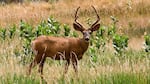 Mule deer roam in the foothills of the Cascade Mountains.