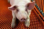 A young, genetically modified pig raised at a Revivicor farm for organ transplantation research.