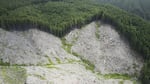 The edges of clearcuts pose a particular threat for marbled murrelets nesting nearby, because they open nests up to the eyes of predators like hawks and jays.