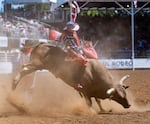 Bull rider Roscoe Jarboe from New Plymouth, Idaho, holds onto his bull with one hand at the St. Paul Rodeo in St. Paul, Ore., on July 4, 2026.