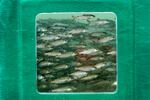 Tanks filled with thousands of coho salmon at the Melvin R. Sampson Coho Hatchery, west of Ellensburg, Wash., in 2021. The fishery was completed in 2020, and is operated by the Yakama Nation Fisheries.