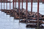 Sea lions on the docks at Astoria's East Mooring Basin.