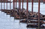 Sea lions on the docks at Astoria's East Mooring Basin.