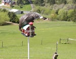 Wild turkeys can become a problem, especially when their numbers grow. This one in Yamhill County has figured out how to eat out of a wild bird feeder.