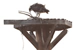 A juvenile osprey picks through the remains of the nest where it was born in Bend's Old Mill District, Aug. 30, 2023.