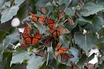 FILE - Monarch butterflies from Canada stop to rest in Wendy Park on their way to Mexico, Sept. 12, 2023, in Cleveland.