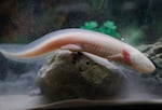 An axolotl, also known as a Mexican salamander, is pictured at a shop in Paris. 