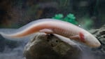 An axolotl, also known as a Mexican salamander, is pictured at a shop in Paris.