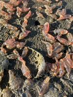 This photo provided by Seaside Aquarium shows skin breathing sea cucumbers sitting on a beach in Seaside, Oregon on Tuesday, Oct. 21, 2025.