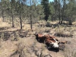 The crumpled carcass of a once vibrant bull lays on Forest Service ground. It was killed along with several others in a strange way at Silvies Valley Ranch in eastern Oregon, and detectives have few leads. 