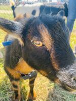 The goats acquired by Springfield Public Schools are a mix of breeds that were selected for their size, temperament and suitability to the environment. This 2 year-old male is a Nigerian pygmy.