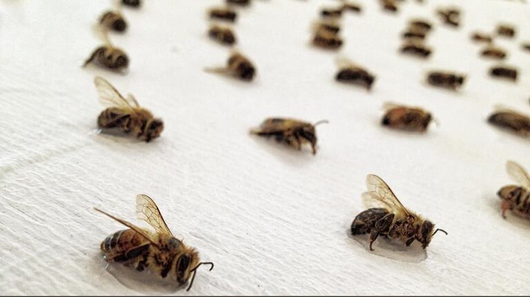 A detail from one of Sarah Hatton's bee art works. She's created spiral patterns using dead bees to bring attention to the pollinators' decline.
