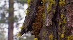 When it fruits in the fall, the fungus can shove several layers of bark out of the way.