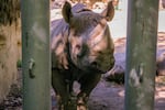 King is a male Black rhinoceros who arrived at the Oregon Zoo in September 2021. He is shown in this photo taken on Aug. 18, 2023 standing near the entrance to the enclosure which he shares with Jozi, a female Black rhino.
