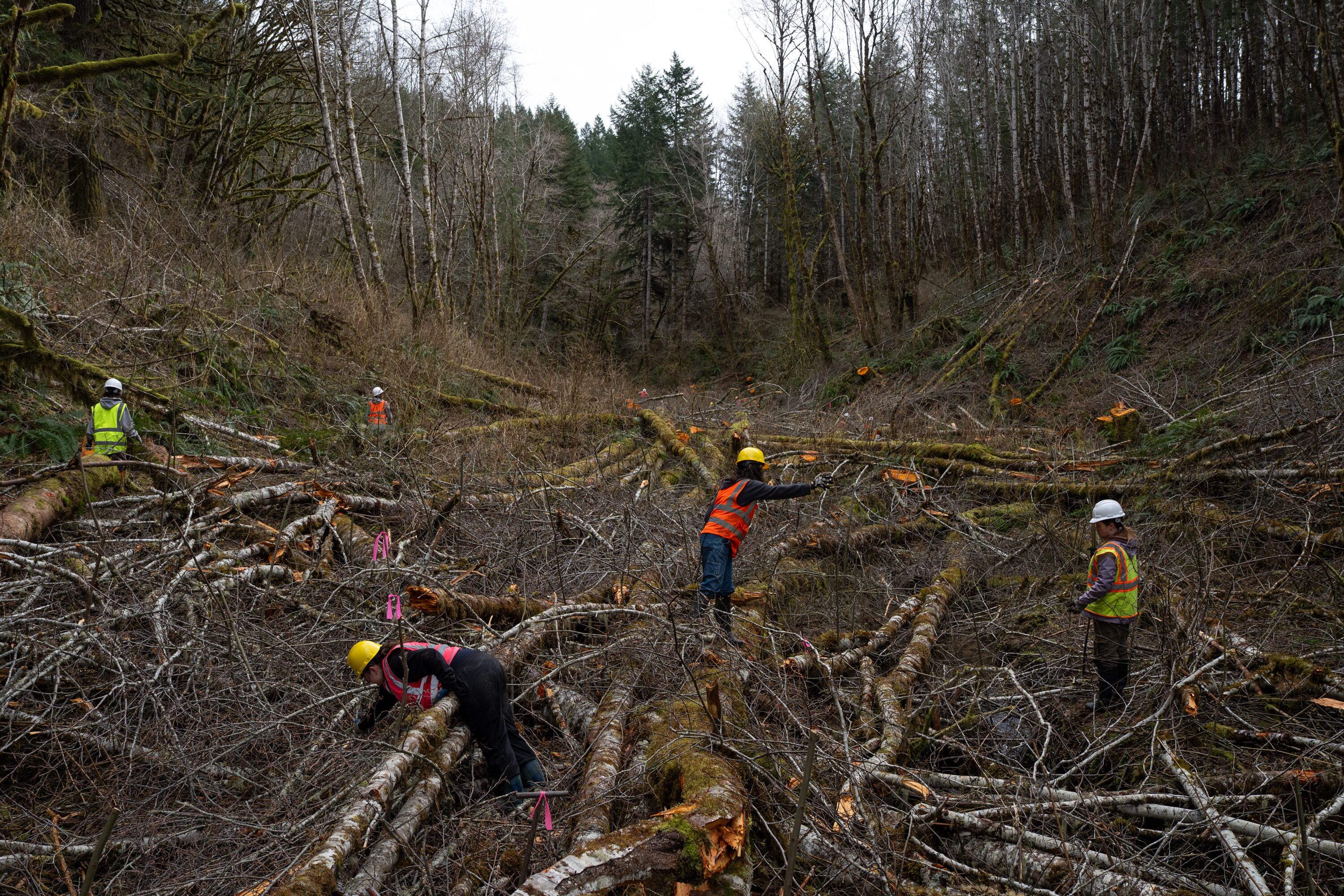 High school and college student volunteers navigate downed Alder trees as they plant willow saplings along a tributary to Shotpouch Creek in Lincoln County, Ore., on Feb. 28, 2026. The students are part of the Marys River Watershed Council’s Youth Watershed Council, participating in a 15 year-long ecological restoration project.