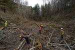High school and college student volunteers navigate downed Alder trees as they plant willow saplings along a tributary to Shotpouch Creek in Lincoln County, Ore., on Feb. 28, 2026. The students are part of the Marys River Watershed Council’s Youth Watershed Council, participating in a 15 year-long ecological restoration project.