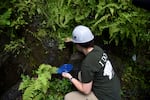 Ally Whitbread carefully places Chittenango ovate amber snails into their new waterfall habitat.