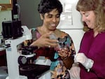 Dr. Shyamala Gopalan in her lab at Lawrence Berkeley National Laboratory where she worked as a biomedical scientist. Her work was focused on hormone receptors in breast-cancer development.