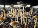 Psilocybin mushrooms stand ready for harvest in a humidified "fruiting chamber."