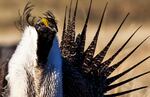 A male greater sage grouse is pictured in an April 21, 2012, file photo. The Trump administration plans to lessen protections on the bosomy bird to allow for more drilling, mining and grazing on public lands.