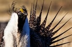 A male greater sage grouse is pictured in an April 21, 2012, file photo. The Trump administration plans to lessen protections on the bosomy bird to allow for more drilling, mining and grazing on public lands.