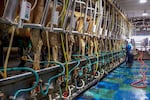 A worker milking a line of cows at Forest Glen Oaks Dairy Farm in Dayton, Ore., April 30, 2024. Robert Kircher said the farm produces over 100,000 pounds of organic milk a day.