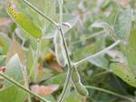 The Iowa Soybean Association received $95 million from the USDA to expand markets for climate-smart corn, soybeans (pictured here) and other commodity crops in 12 Midwest and Great Plains states.