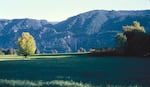 A lone tree in a meadow counterpoints Multnomah Falls