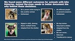 Screenshot of document that reads: We found some different outcomes for animals with bite histories. Animal services needs to better document the why behind these decisions.