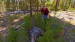 Dan Omdal, pathologist with the Washington Department of Natural Resources, points out a test plot of several kinds of trees planted around a stump known to have the deadly fungus.