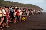 Tourists gather to watch Olive Ridley sea turtle hatchlings lurch into the waves on the seashore at the western Indian village of Velas. An eco-tourism project here, the Velas Turtle Festival, invites people to stay in residents homes, and watch hatchings enter into the sea. This is one of the many patchwork efforts to boost the numbers of threatened Olive Ridley turtles after conservationists feared their populations would collapse in earlier decades amid industrial-scale slaughter for meat and leather, egg poaching, coastal developments on their nesting sites and their entanglement in fishing nets. Image by Diaa Hadid. April 2025, Velas, India.