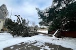 Trees fell near Northwest Lee and Northwest 104th in Portland. This photo was taken on Sunday, Jan. 14, 2024.