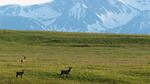 The Zumwalt Prairie is tucked into a pocket of northeastern Oregon between the Wallowa Mountains and Hells Canyon.