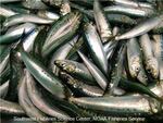 A sardine boom that peaked in 2007 has apparently gone bust. The population is so low this year, managers may not be able to open a fishery.