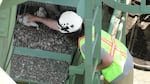 Bob Sallinger attempts to place bands on legs of falcon chicks nesting on the Interstate Bridge between Portland, Ore., and Vancouver, Wash., in 2010.